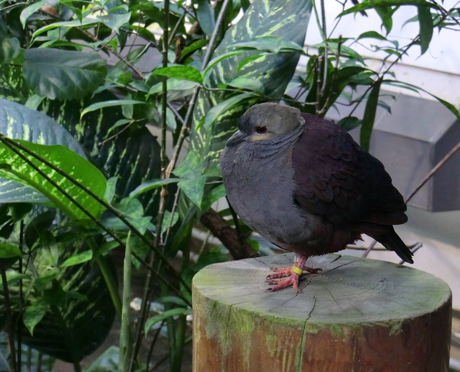 Jamaika Erdtaube im Zoologischen Garten Wuppertal im Dezember 2012