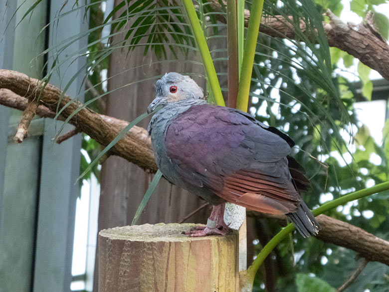 Jamaika Erdtaube am 8. Oktober 2019 in der Freiflughalle am Vogel-Haus im Grünen Zoo Wuppertal