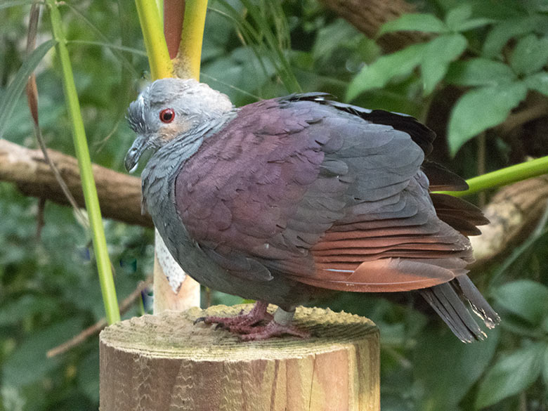 Jamaika Erdtaube am 8. Oktober 2019 in der Freiflughalle am Vogel-Haus im Zoologischen Garten der Stadt Wuppertal