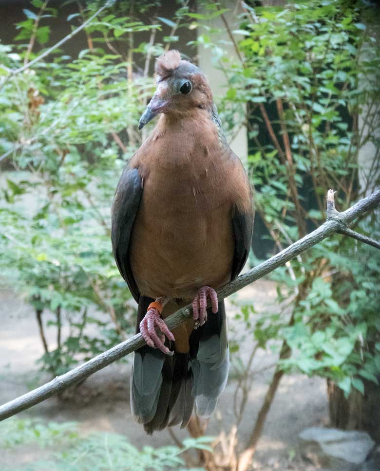Socorrotaube am 3. August 2018 in einer Außenvoliere am Vogel-Haus im Grünen Zoo Wuppertal