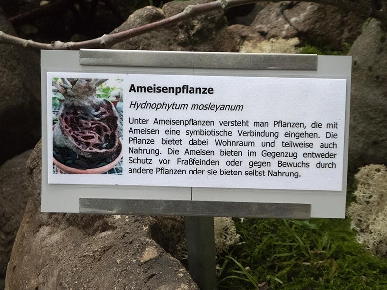 Ausschilderung Ameisenpflanze am 30. Oktober 2019 im Terrarium im Zoologischen Garten Wuppertal