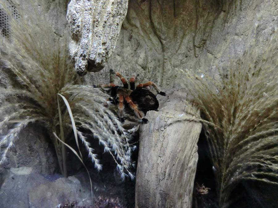 Mexikanische Rotbeinvogelspinne im Zoologischen Garten Wuppertal im Januar 2014