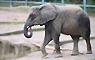 Elefant im Wuppertaler Zoo 2002