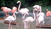 Flamingos im Wuppertaler Zoo 2002