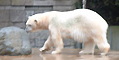 Eisbär im Wuppertaler Zoo 2002
