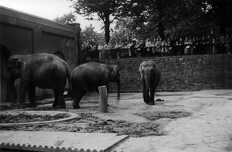 Drei Indische Elefanten auf der alten Elefantenanlage im Zoologischen Garten der Stadt Wuppertal im Jahr 1951