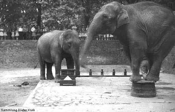 Der Elefantentanz (Sammlung Dieter Kraß)