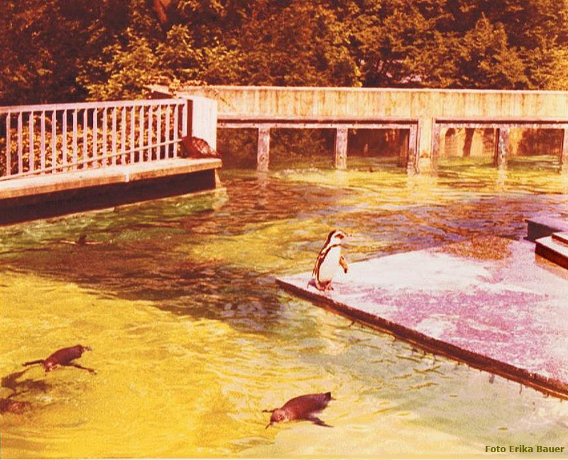 Brillenpinguine auf der alten Anlage  im Wuppertaler Zoo im Sommer 1977 (Foto Erika Bauer)