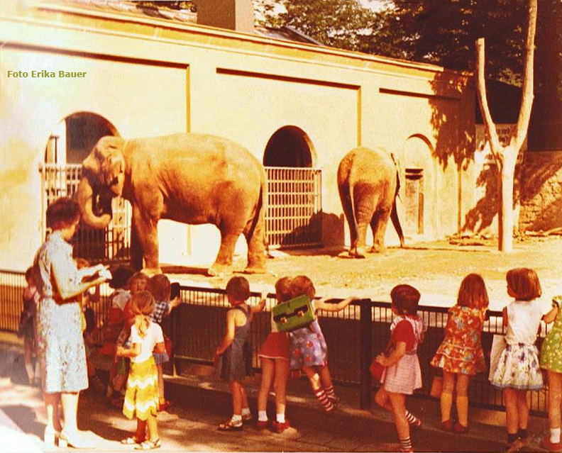Elefanten am alten Elefantenhaus im Wuppertaler Zoo im Sommer 1977 (Foto Erika Bauer)