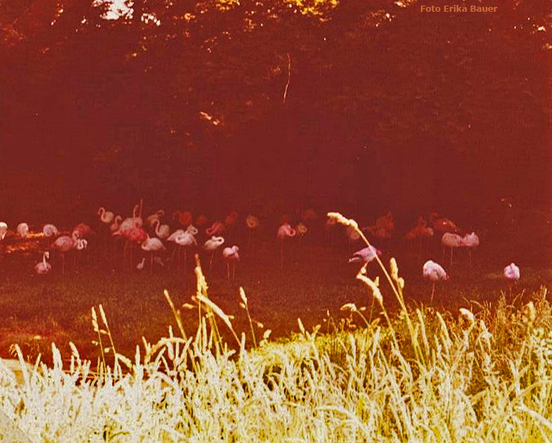 Flamingos im Zoologischen Garten Wuppertal im Sommer 1977 (Foto Erika Bauer)