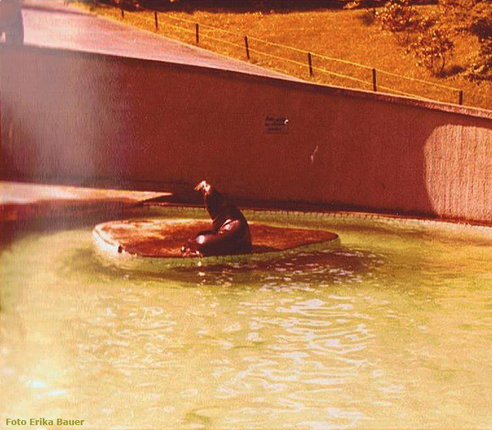 Robben-Freianlage für Kalifornische Seelöwen im Wuppertaler Zoo im Sommer 1977 (Foto Erika Bauer)