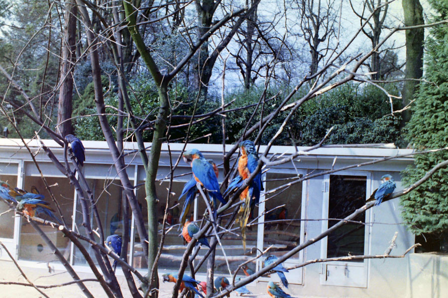 Aras im Zoologischen Garten Wuppertal im April 1977