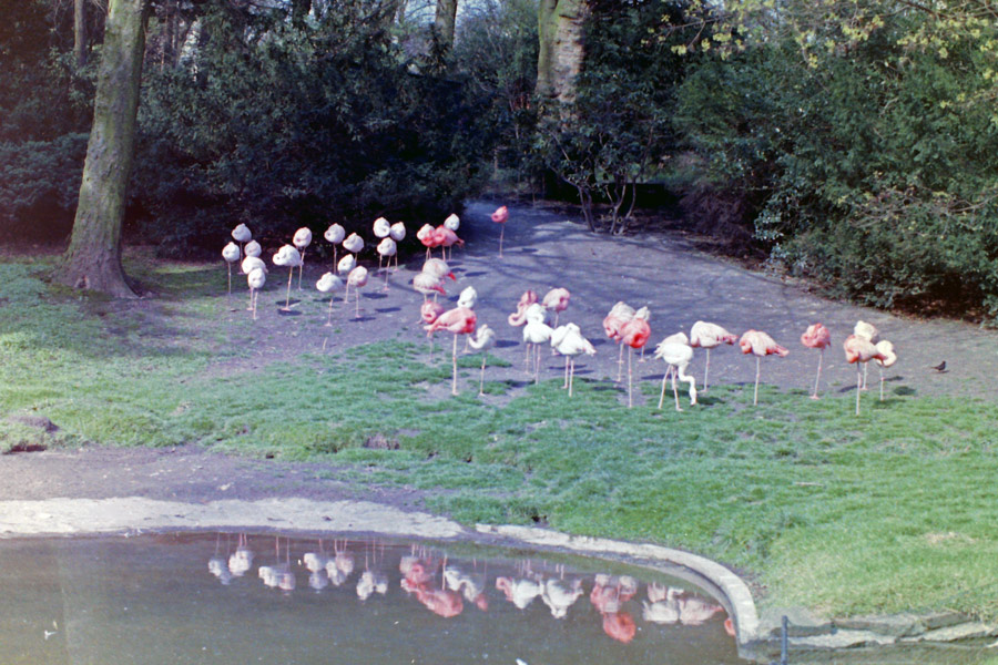 Flamingos im Zoologischen Garten Wuppertal im April 1977
