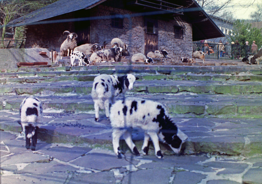 Vierhornschafe im Zoologischen Garten Wuppertal im April 1977