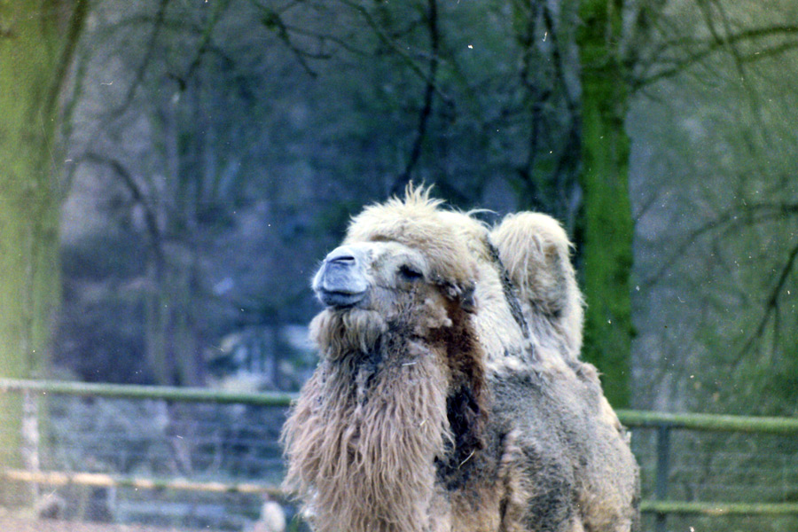 Asiatisches Trampeltier (Zweihöckriges Kamel) im Zoo Wuppertal im April 1978