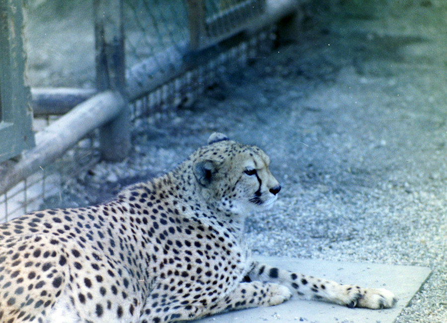 Gepard im Wuppertaler Zoo im April 1978