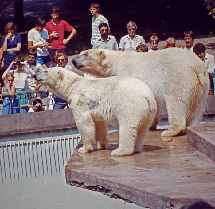 Eisbären im Wuppertaler Zoo am 18. Juli 1982