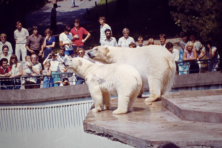 Eisbärin NINA und Eisbär BORIS im Wuppertaler Zoo am 18. Juli 1982