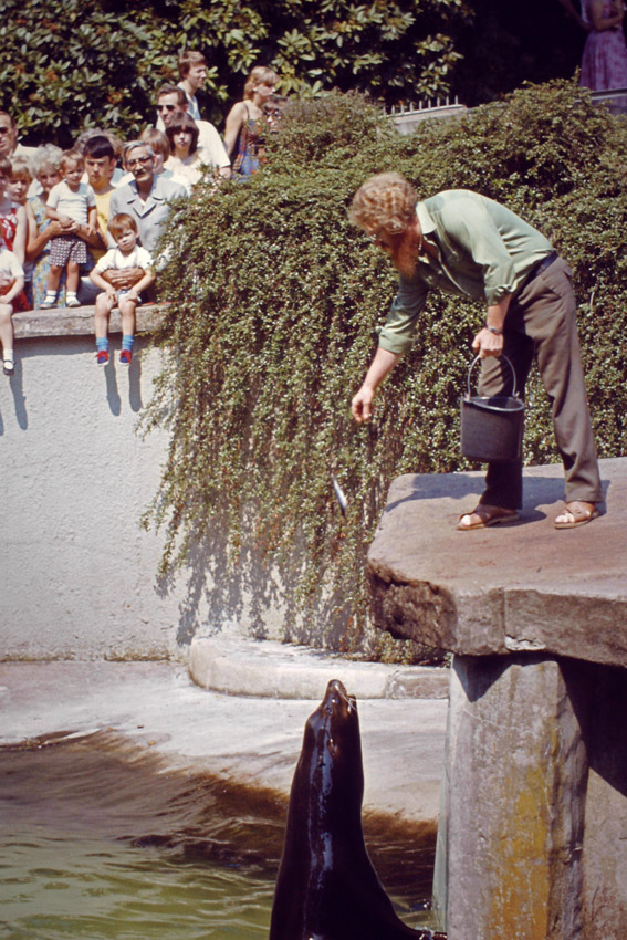 Fütterung der Kalifornischen Seelöwen im Zoologischen Garten Wuppertal am 18. Juli 1982