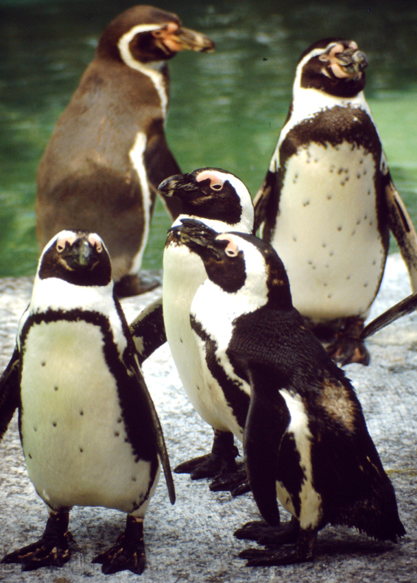 Brillenpinguine vor Humboldtpinguinen im Zoo Wuppertal am 10. Mai 1987