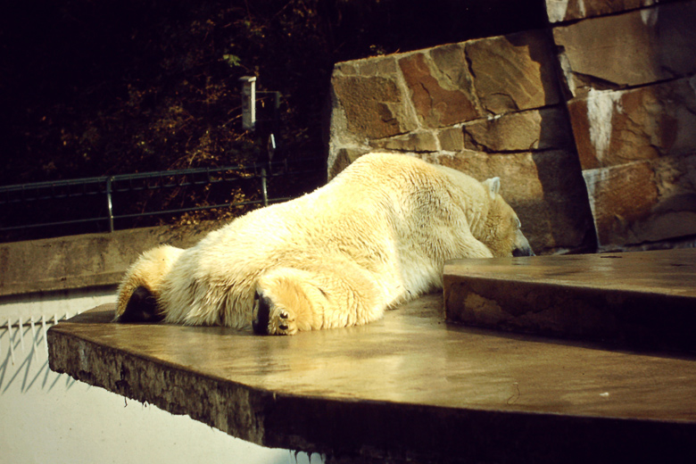 Eisbär im Wuppertaler Zoo am am 15. Oktober 1978