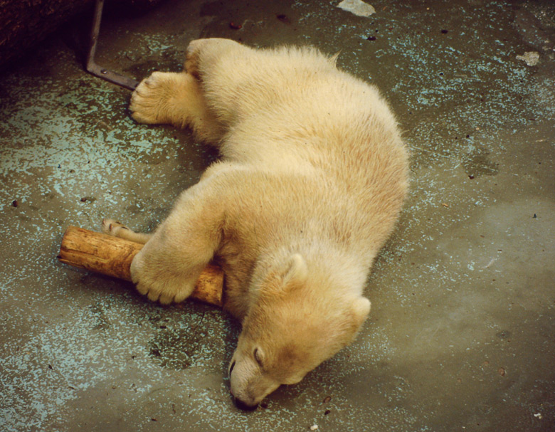 Eisbär im Wuppertaler Zoo am 10. Mai 1987