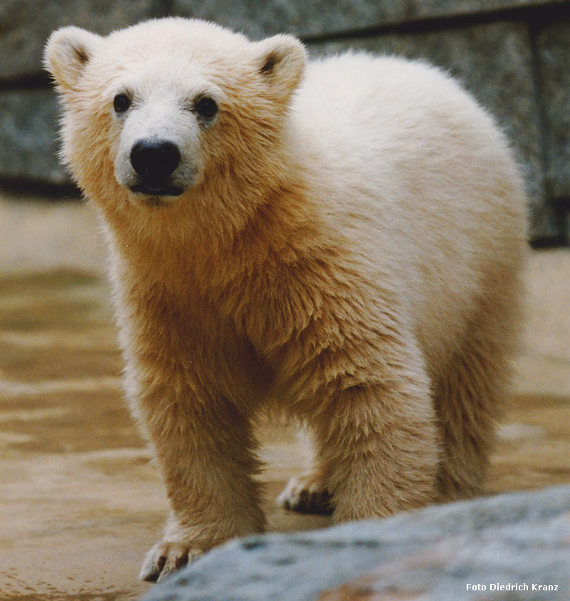 Eisbärjungtier SVENJA im Wuppertaler Zoo im April 1996 (Foto Diedrich Kranz)