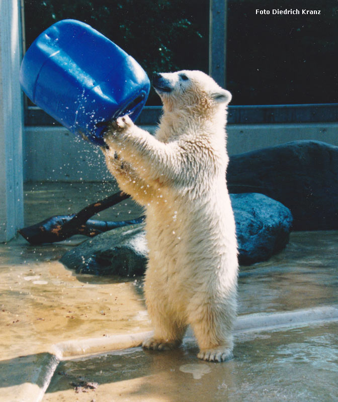 Eisbärjungtier SVENJA im Zoo Wuppertal im Juni 1996 (Foto Diedrich Kranz)