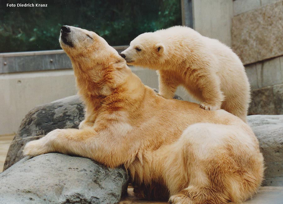 Eisbärin NINA mit Eisbärjungtier SVENJA im Wuppertaler Zoo im April 1996 (Foto Diedrich Kranz)