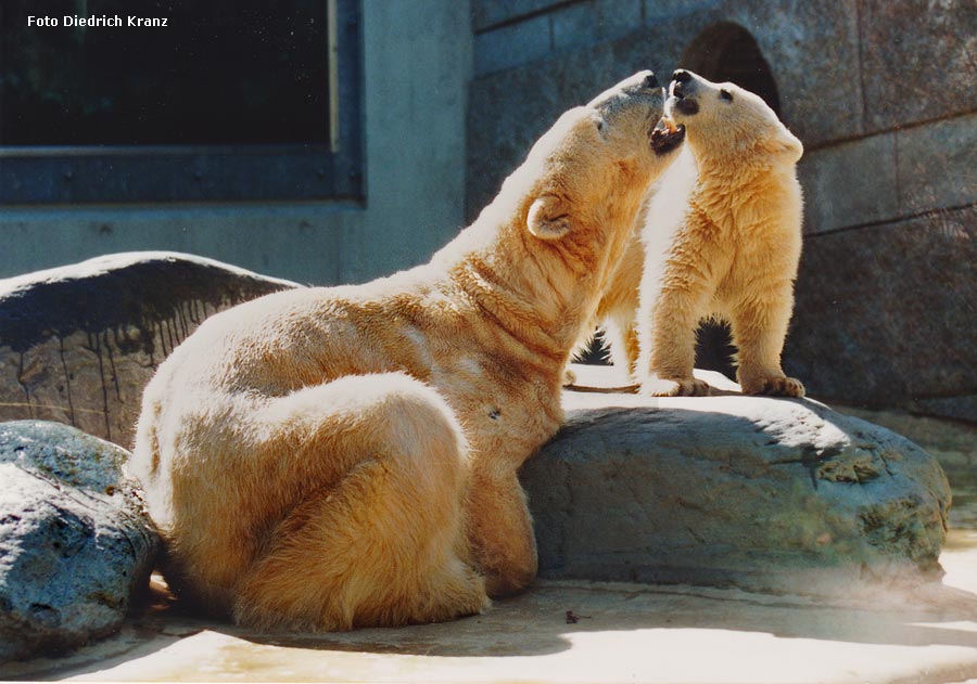 Eisbärin NINA mit Eisbärjungtier SVENJA im Zoo Wuppertal im April 1996 (Foto Diedrich Kranz)