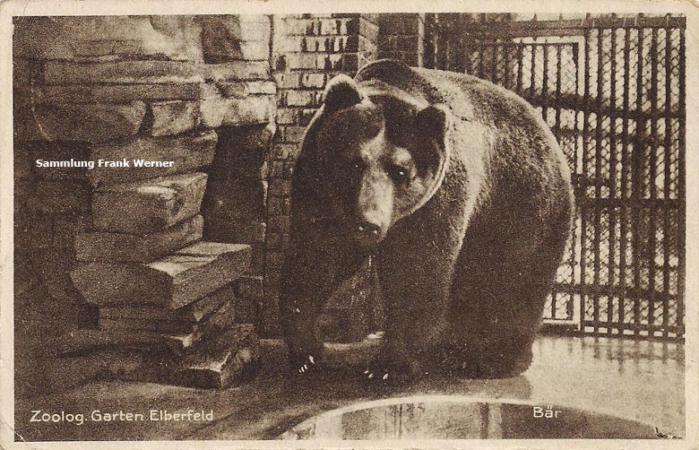 Braunbär im Zoologischen Garten Elberfeld auf einer Postkarte von ca. 1928 (Sammlung Frank Werner)