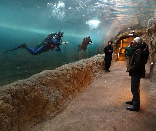 Taucher-Reinigung des Acrylglastunnels am 14. Februar 2016 im Zoo Wuppertal