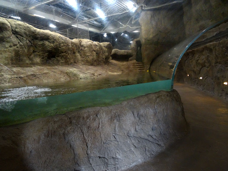 Ungewohnte Perspektive im  Acrylglastunnel während der Reinigung der Königspinguin-Anlage am 30. März 2016 im Zoologischen Garten der Stadt Wuppertal