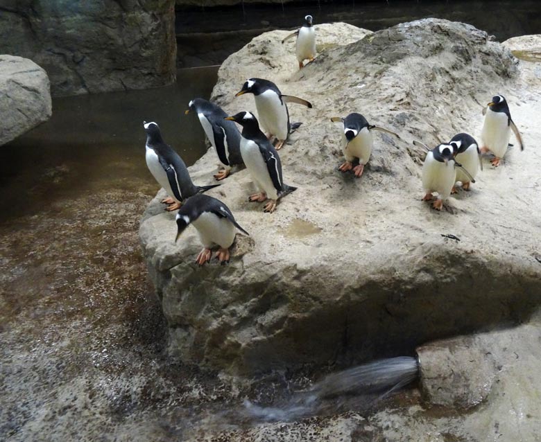 Nach der Reinigung der Königspinguin-Anlage am 30. März 2016 im Wuppertaler Zoo beobachteten die Eselspinguine den Einlauf des Wassers