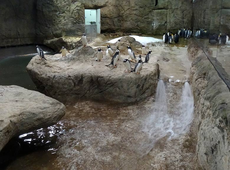 Nachdem das Wasser nach der Reinigung der Königspinguin-Anlage am 30. März 2016 im Grünen Zoo Wuppertal wieder eine bestimmte Höhe erreicht hatte wurde das Sicherheitsgitter teilweise abgebaut