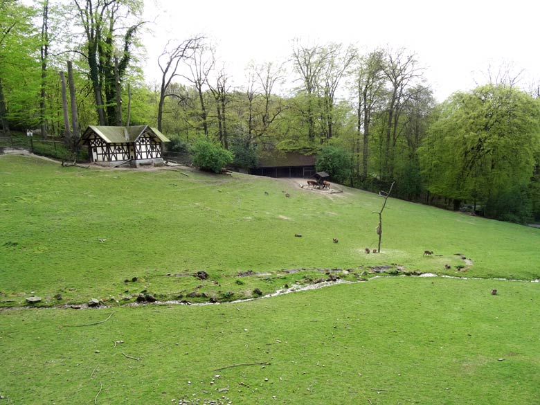 Dünner Baumstamm (oder starker Ast) als Haltegerüst für Futter im April 2016 im Zoologischen Garten der Stadt Wuppertal