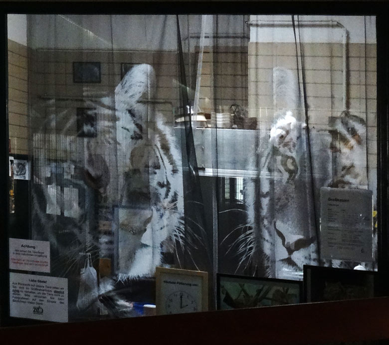 Mit Raubkatzen bedruckter Fensterschmuck am Tierpfleger-Raum im Großkatzenhaus am 23. April 2016 im Wuppertaler Zoo