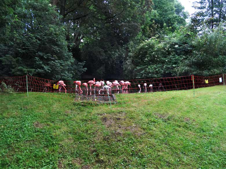 Aus Sicherheitsgründen tagsüber abgesperrte Anlage für Flamingos am 18. Juni 2016 im Zoo Wuppertal