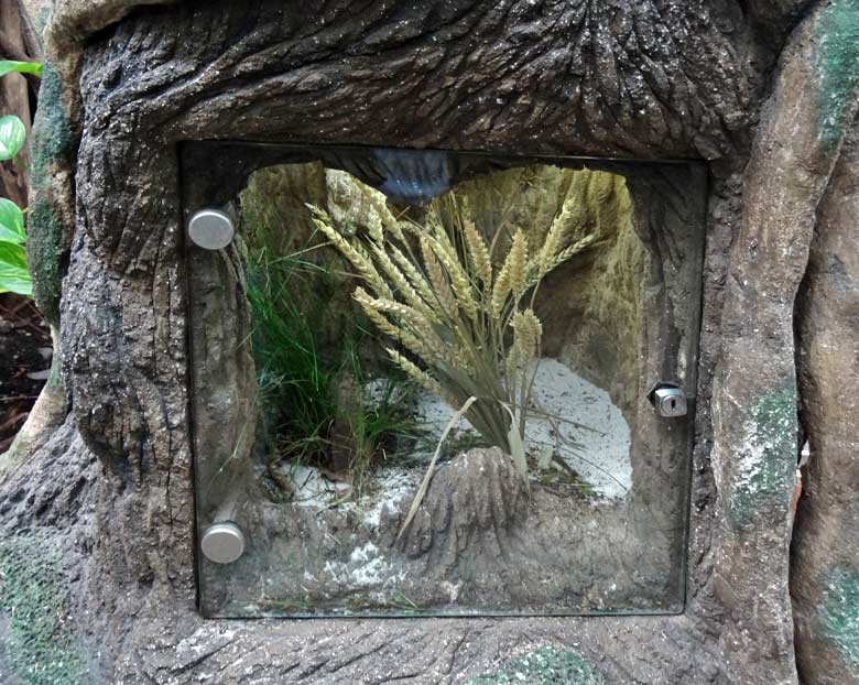 Wüstenheuschrecken im ehemaligen Schaugehege für die Mexikanische Rotbeinvogelspinne am 26. Juni 2016 im Terrarium im Zoologischen Garten Wuppertal