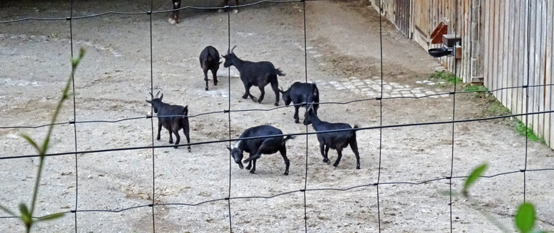Nicht ausgeschilderte Ziegen am 26. Juni 2016 auf der Afrika-Anlage im Wuppertaler Zoo
