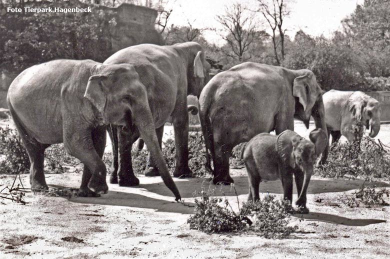 Historische Elefantenhaltung im Tierpark Hagenbeck: Asiatische Elefanten zusammen mit Afrikanischen Savannenelefanten und einem Afrikanischem Waldelefant (Foto Tierpark Hagenbeck)
