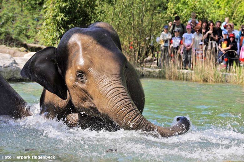 Badespaß in Hagenbecks Tierpark: Abwechslungsreiche Beschäftigung ist wichtig für tiergerechte Elefantenhaltung (Foto Tierpark Hagenbeck)