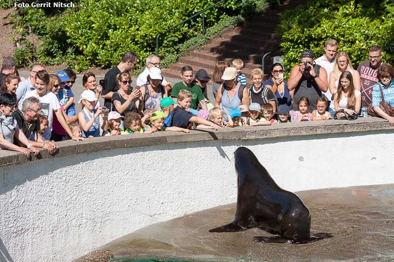 Die Kinder des AWO-Kindergartens durften bei der Live-Sendung zum Zootag bei Radio Wuppertal am 17. August 2016 im Zoo Wuppertal mit einem Tierpfleger die Kalifornischen Seelöwen füttern (Foto Gerrit Nitsch)