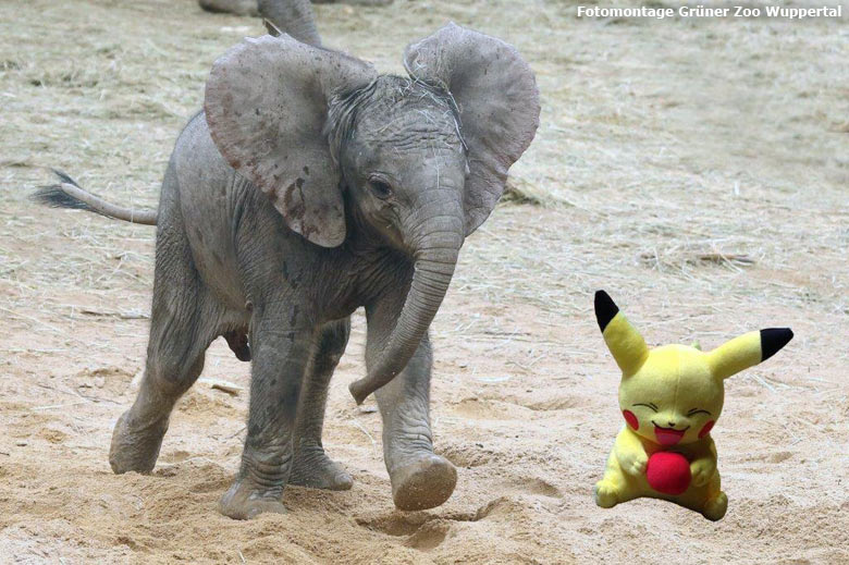 Pokémon mit Elefanten-Jungtier Tuffi im Grünen Zoo Wuppertal (Fotomontage Grüner Zoo Wuppertal)