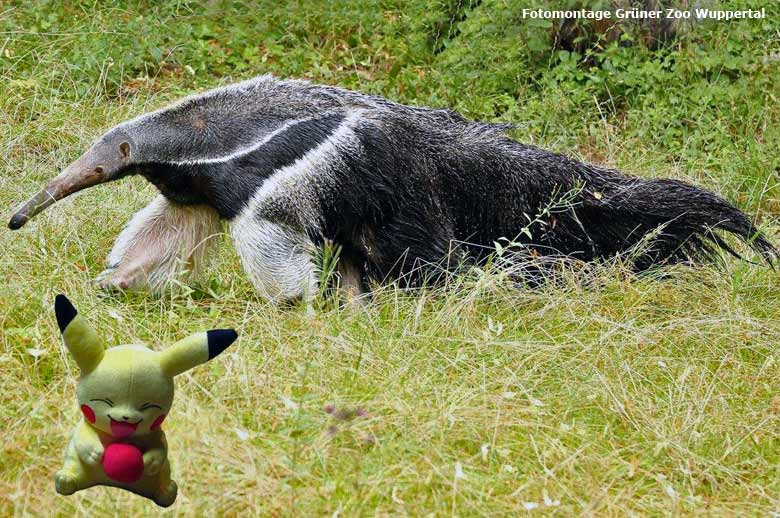 Pokémon mit Großer Ameisenbärin Chiquita im Grünen Zoo Wuppertal (Fotomontage Grüner Zoo Wuppertal)