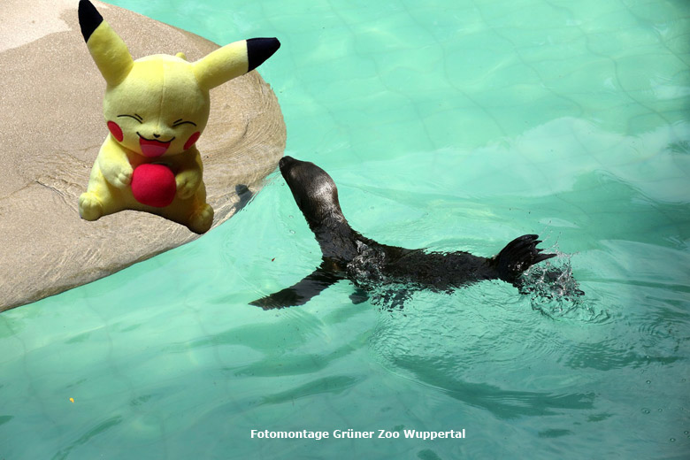 Pokémon mit Seelöwe im Grünen Zoo Wuppertal (Fotomontage Grüner Zoo Wuppertal)