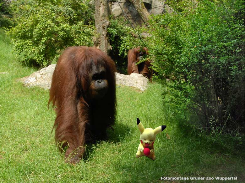 Pokémon mit Orang-Utan im Grünen Zoo Wuppertal (Fotomontage Grüner Zoo Wuppertal)