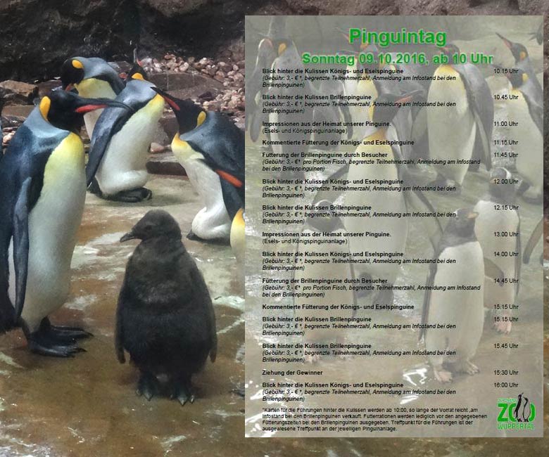 Eselspinguin mit Jungtier am 8. August 2016 im Grünen Zoo Wuppertal (Programm Pinguintag 2016 Der Grüne Zoo Wuppertal)