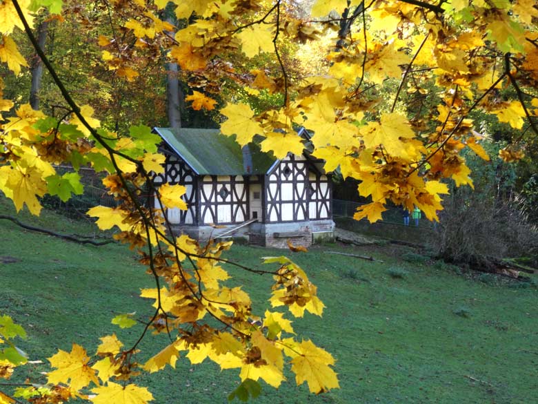 Herbstlaub im Sonnenlicht am 30. Oktober 2016 an der Patagonien-Anlage im Grünen Zoo Wuppertal