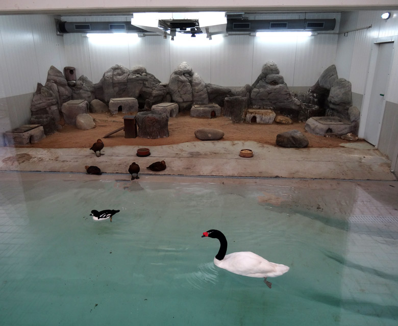 Schwarzhalsschwan und anderes Wassergeflügel am 23. Dezember 2016 in der Übergangsanlage in der Nähe des JuniorZoos im Zoo Wuppertal